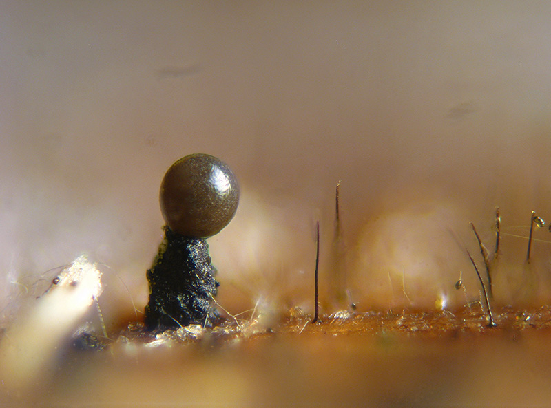 Trichia + Licea?